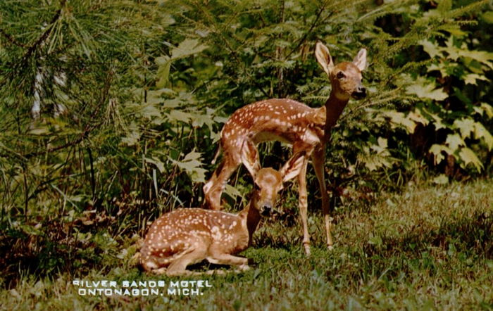 Silver Sands Hotel & RV Park (Silver Sands Motel) - Vintage Postcard (newer photo)